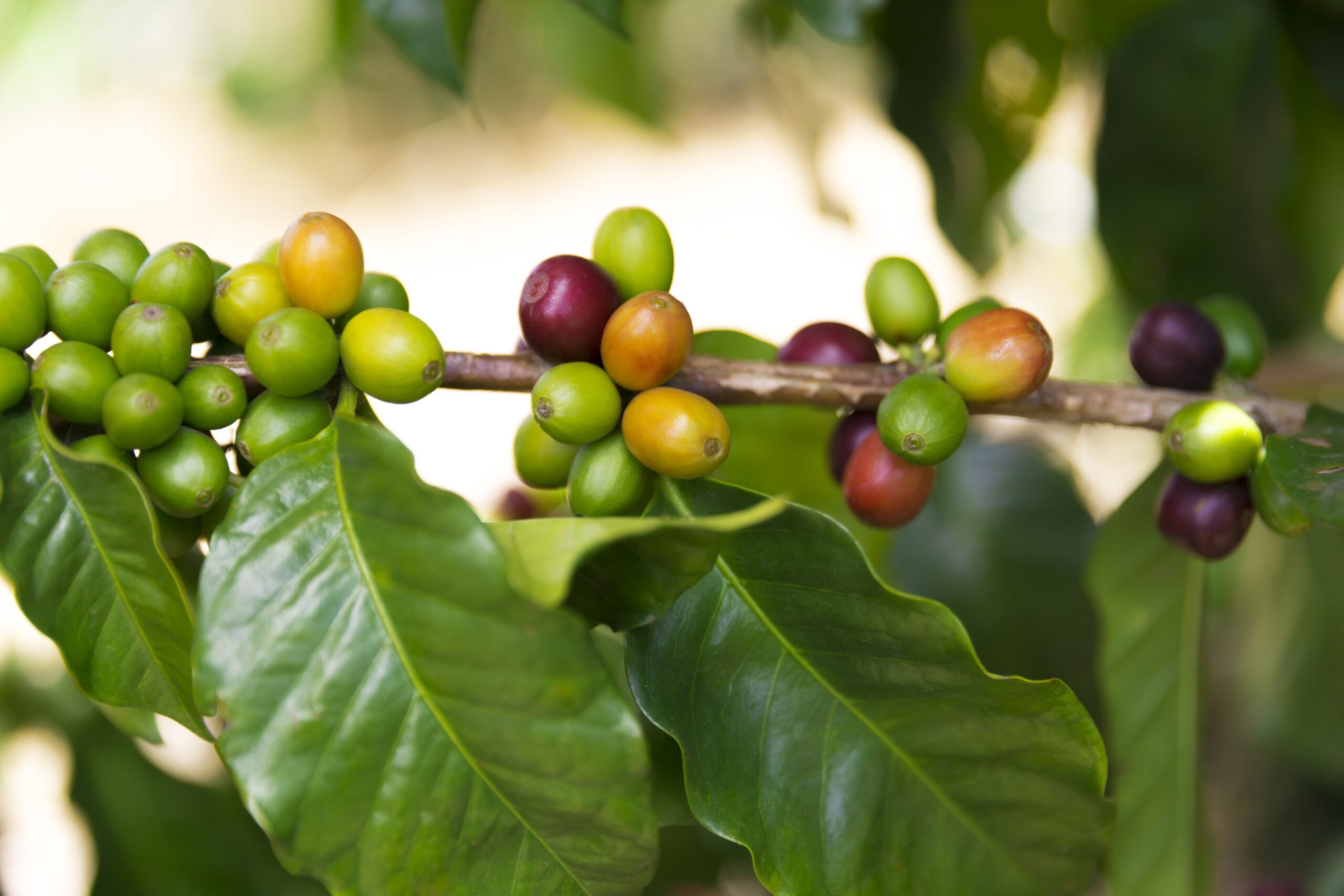 specialty coffee producing areas in ethiopia  Hadero